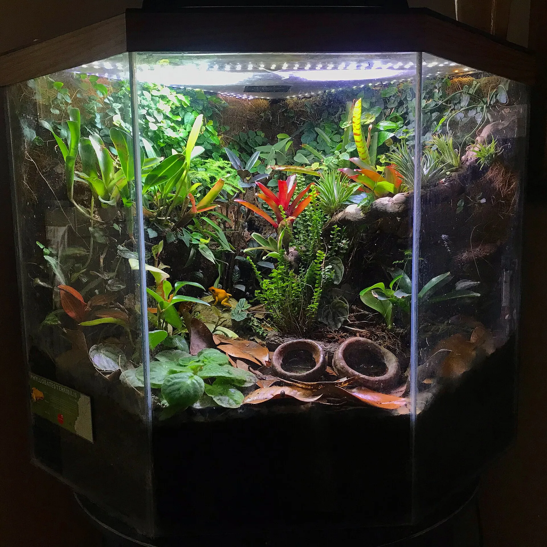 A densely planted bioactive vivarium with bromeliads, leaf litter and LED lighting