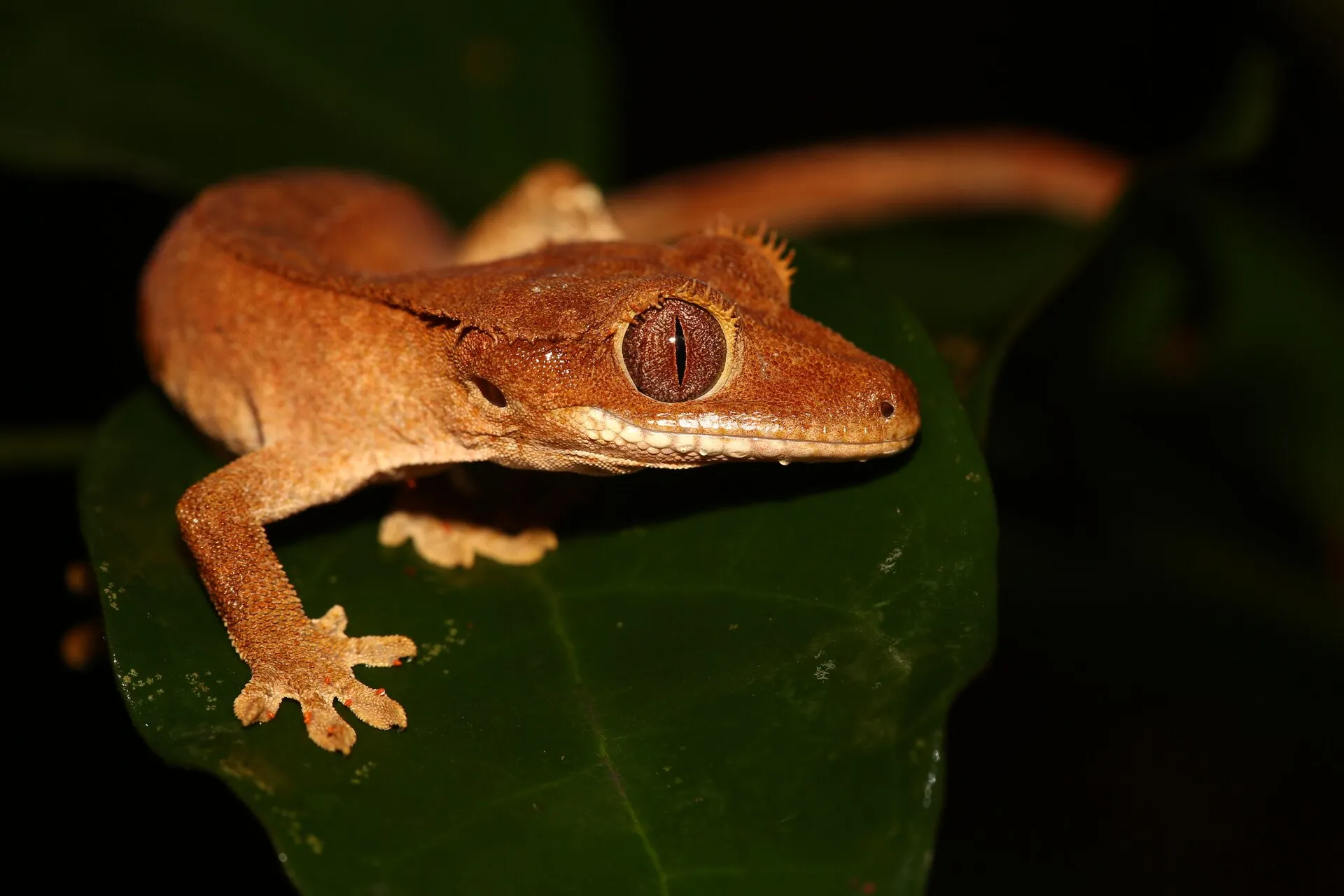 An orange crested gecko resting on a green leaf at night