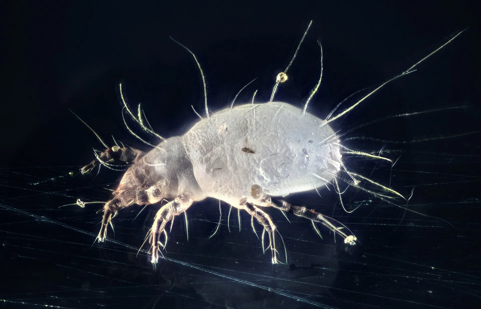 A magnified pale Tyrophagus mite with long hairs on a dark background