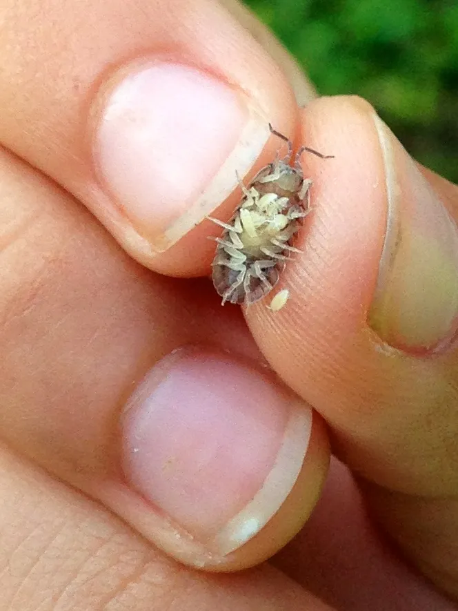 A female woodlouse held on a fingertip with tiny babies on her underside