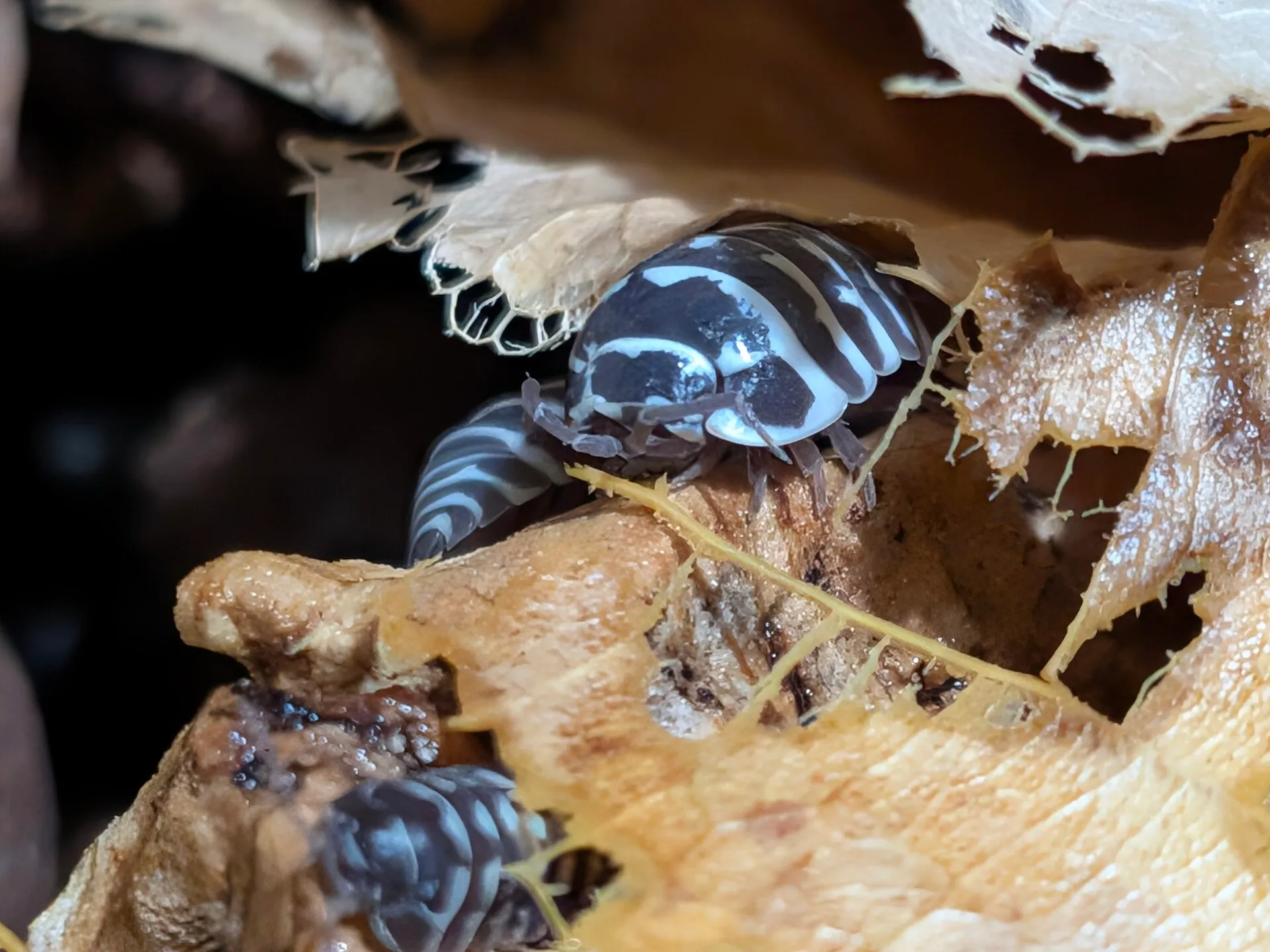 Black and white striped zebra isopods on dry leaf litter